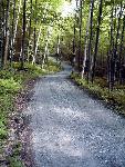 Woodland road with crushed gravel surface.