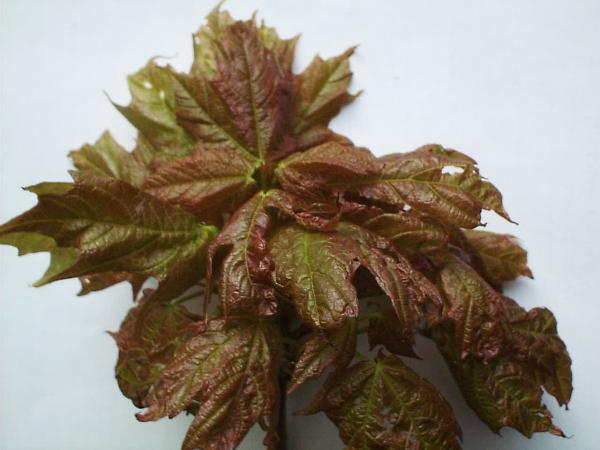 Average spring discoloration of sugar maple leaves.