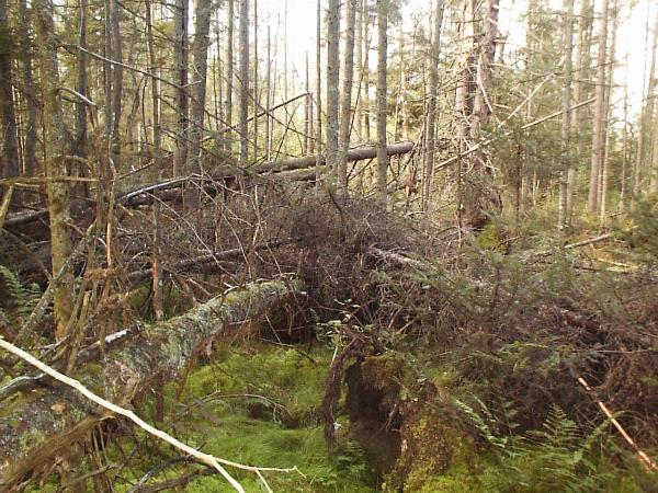 Tangle of dead and dying red spruce and balsam fir in the Adirondacks