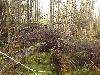 A tangle of dead and dying red spruce and balsam fir.