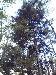 Dying branches in top of red spruce.
