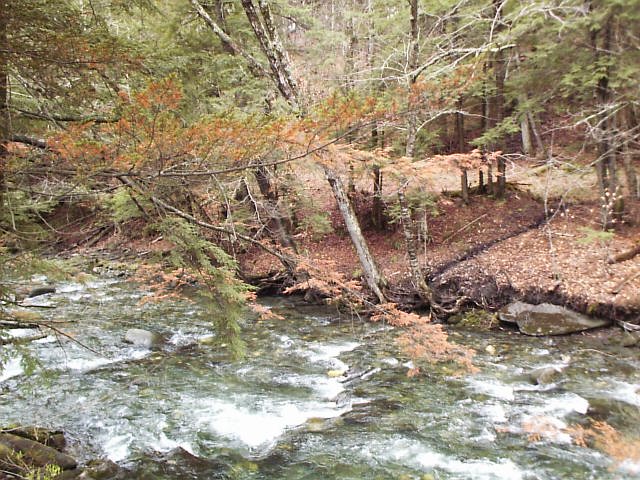 Dying hemlock branch over a stream.