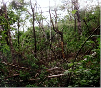 Aftermath of the ice storm. June 1998