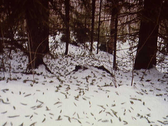 Recently fallen new growth of Norway spruce littering newly fallen snow.