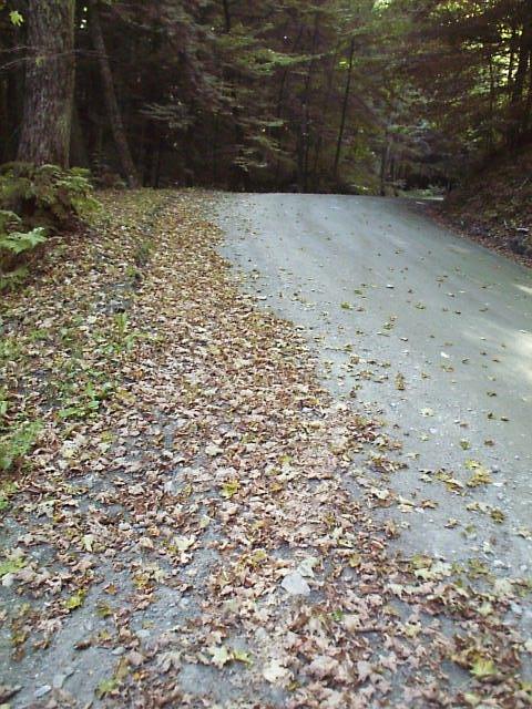 Sugar Maple leaves littering a roadside in April