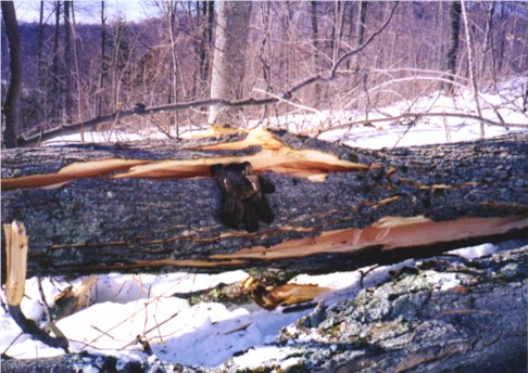 A large shattered limb of a sugar maple.