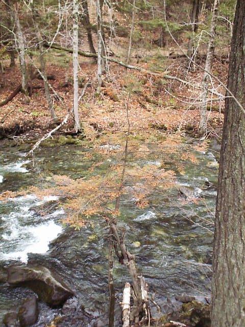 Small dying hemlock on stream bank.