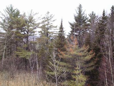 Thinning, yellowing and browning white pines.