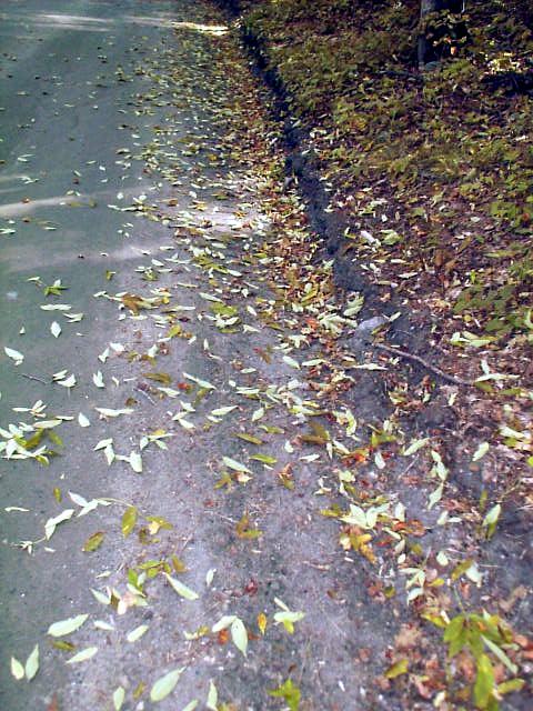 Premature leaf drop in white ash - August 2000