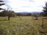 Restored hilltop pasture.  Rocky outcrops and uneven terrain were covered by fill removed from the construction of a large pond.