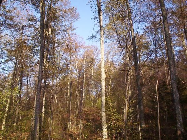 Leafing out photo series