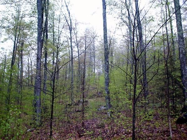 Leafing out photo series
