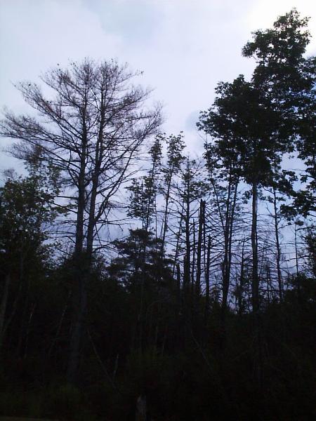 PHOTO OF A DYING NEW HAMPSHIRE FOREST