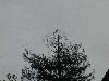 GLOBAL AIR POLLUTION AND FOREST HEALTH NOTES