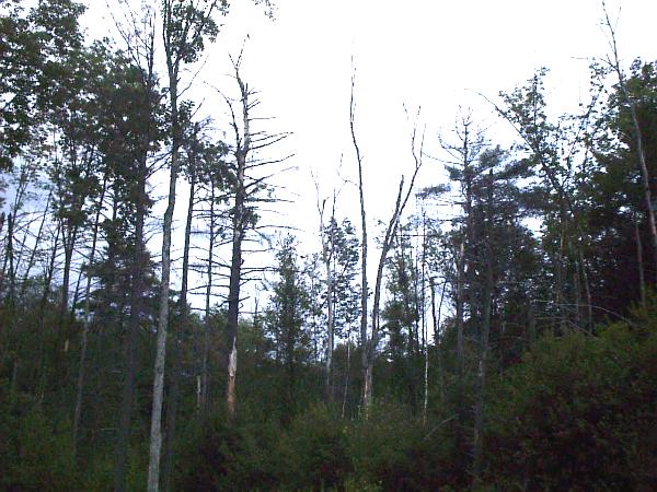 PHOTO OF A DYING NEW HAMPSHIRE FOREST