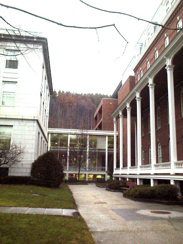 TREES DYING ON HILL BEHIND VERMONT STATE CAPITOL