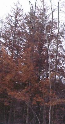 What is Happening to the Eastern Hemlock
