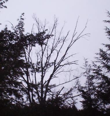 What is Happening to the Eastern Hemlock