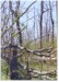 GLOBAL AIR POLLUTION AND FOREST HEALTH NOTES