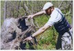 GLOBAL AIR POLLUTION AND FOREST HEALTH NOTES