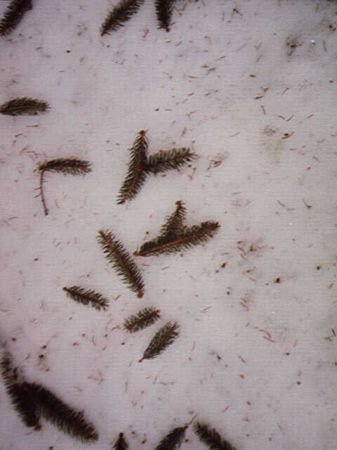 What is Happening to the Norway Spruce?