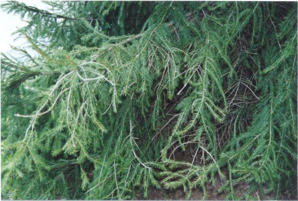 Norway Spruce Tip Curl