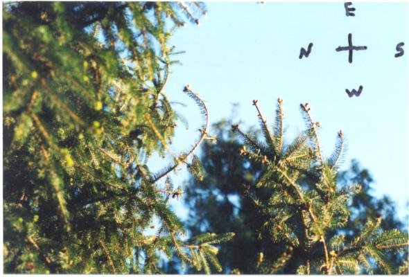 Norway Spruce Tip Curl