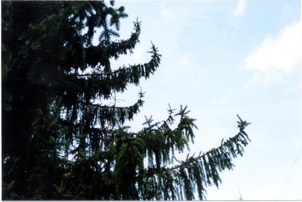 Norway Spruce Tip Curl