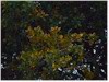 GLOBAL AIR POLLUTION AND FOREST HEALTH NOTES