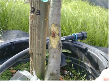 inserting_phytophthora_fungus
