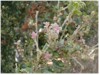 GLOBAL AIR POLLUTION AND FOREST HEALTH NOTES