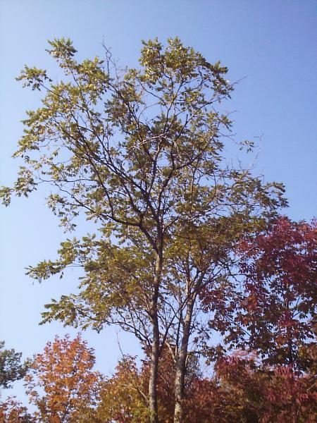 Dying Butternuts