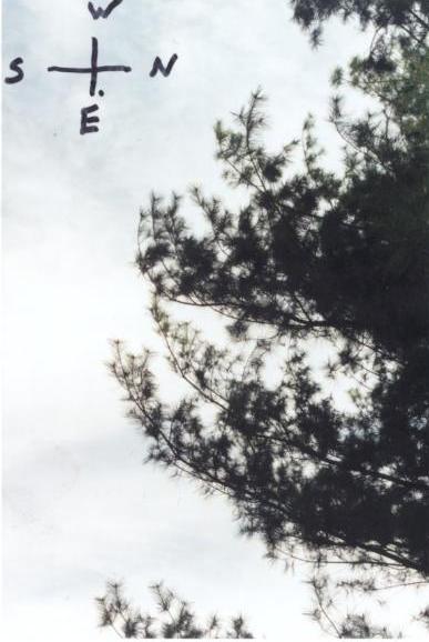 White Pine Tip Curl