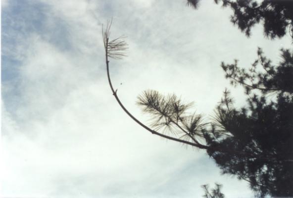 White Pine Tip Curl
