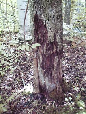 Cambium layer killed by progression of fungus.