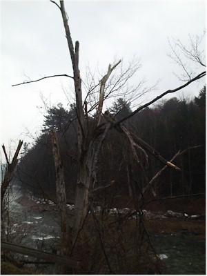 Sugar Maple Decline and Death