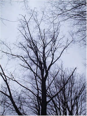 Sugar Maple Decline and Death