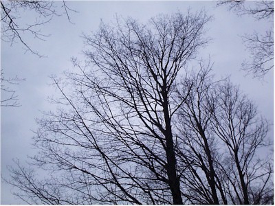 Sugar Maple Decline and Death