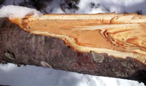 The broken end of a brittle white pine limb.
