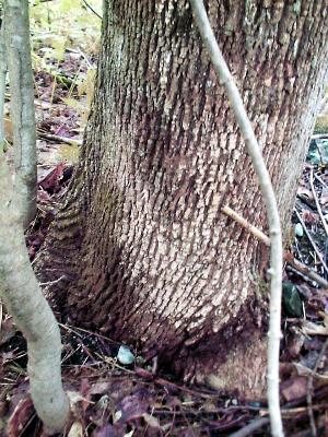White fungus beginning to eat into the bark of a white ash.